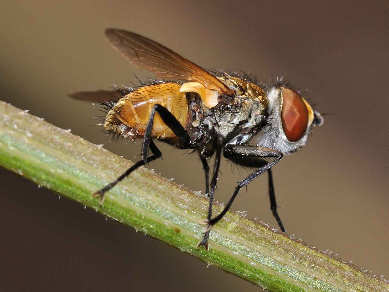 Tachinidae trib Phasini